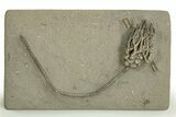 Fossil Crinoid (Cyathocrinites) - Crawfordsville, Indiana #310208-1